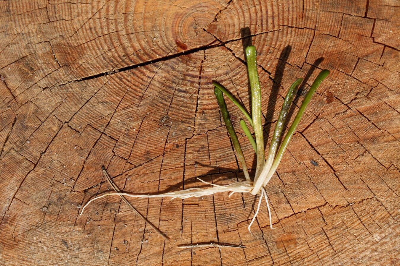 Image of Lobelia dortmanna specimen.