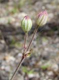 Gastrolychnis brachypetala