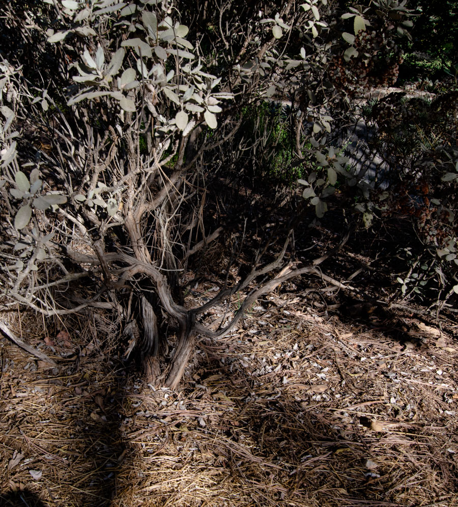 Image of Eriogonum giganteum specimen.