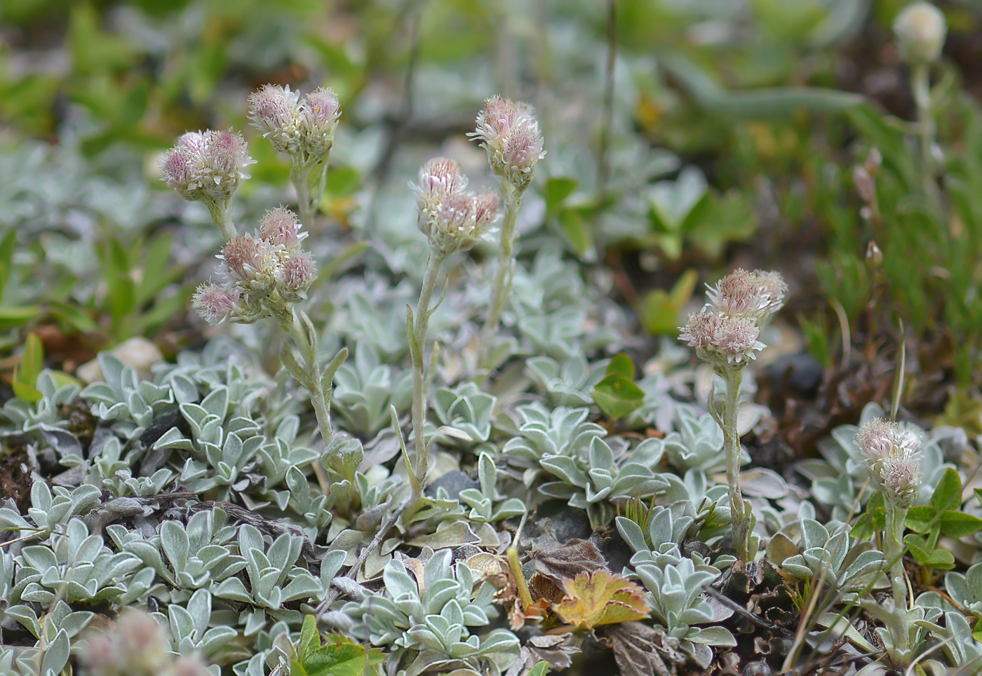 Изображение особи Antennaria caucasica.