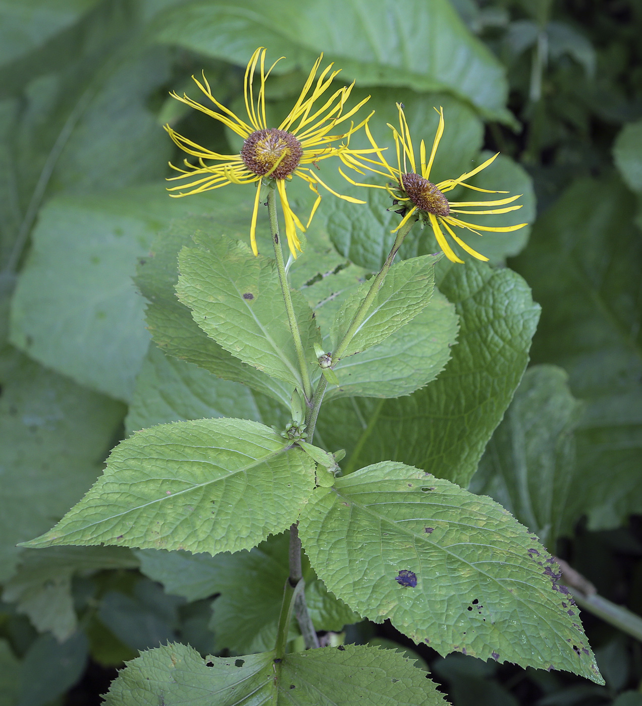 Image of Telekia speciosa specimen.