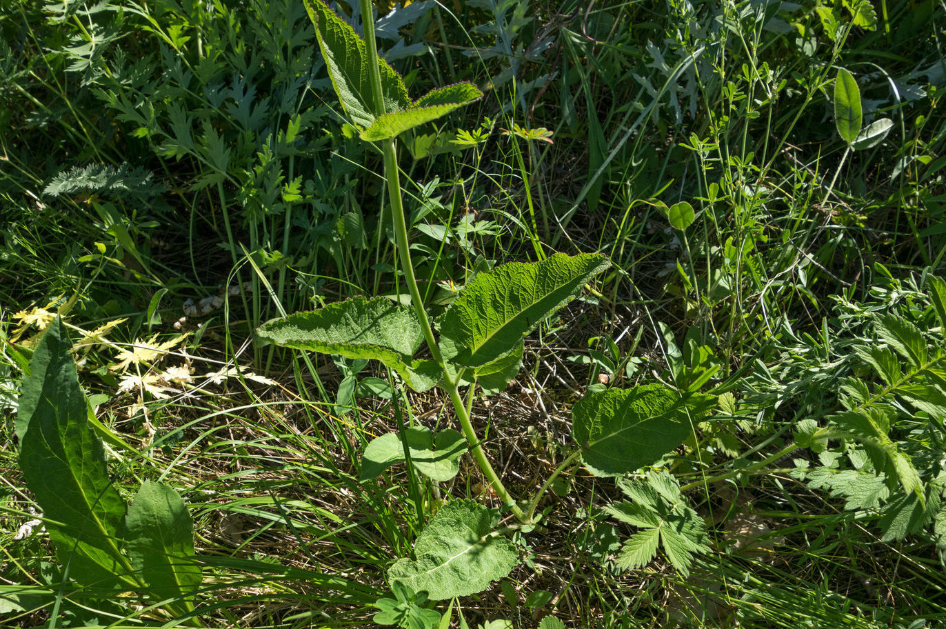 Image of Salvia dumetorum specimen.