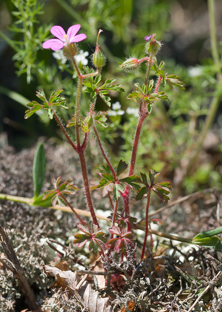 Image of Geranium purpureum specimen.