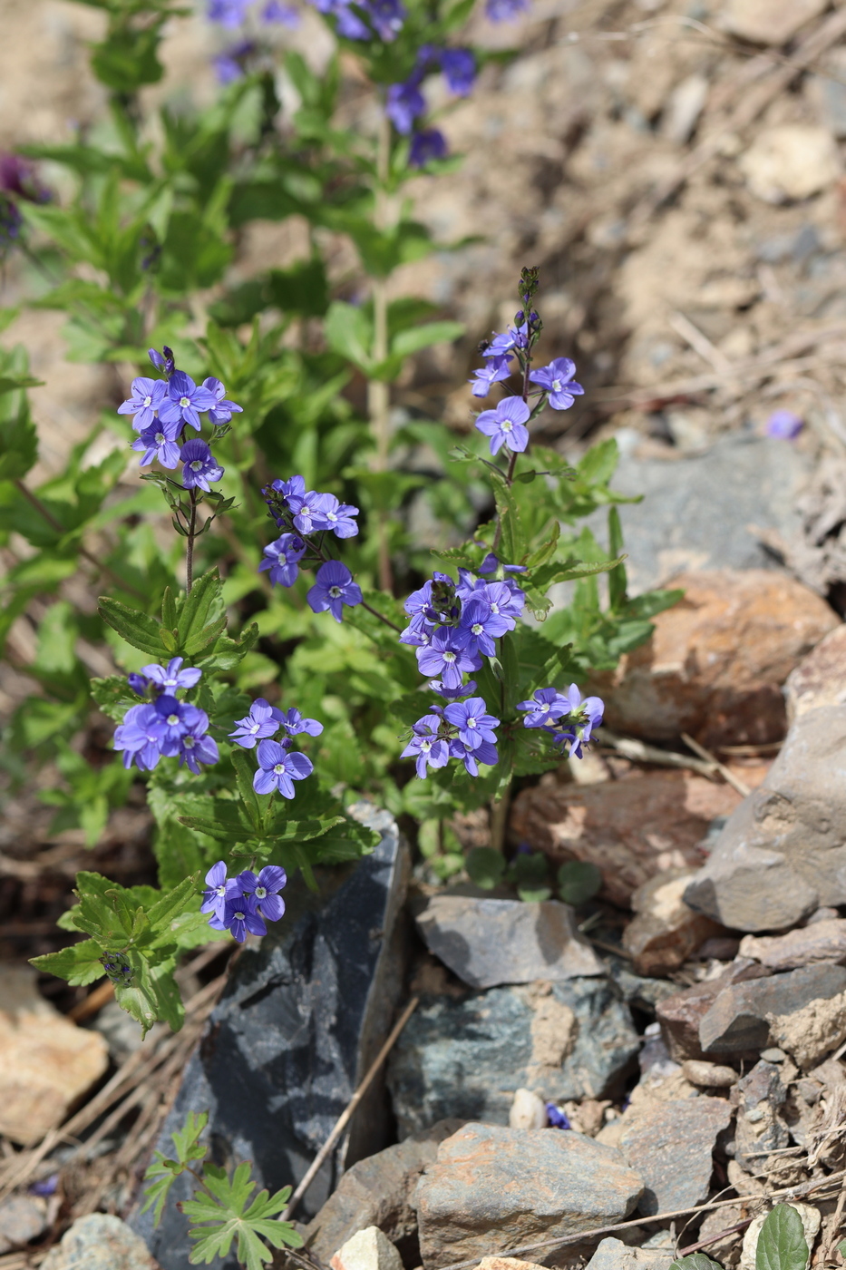 Image of Veronica krylovii specimen.