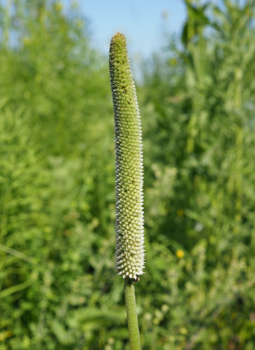 Image of Plantago maxima specimen.