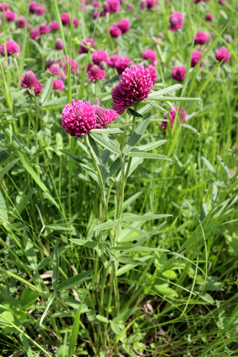 Изображение особи Trifolium alpestre.