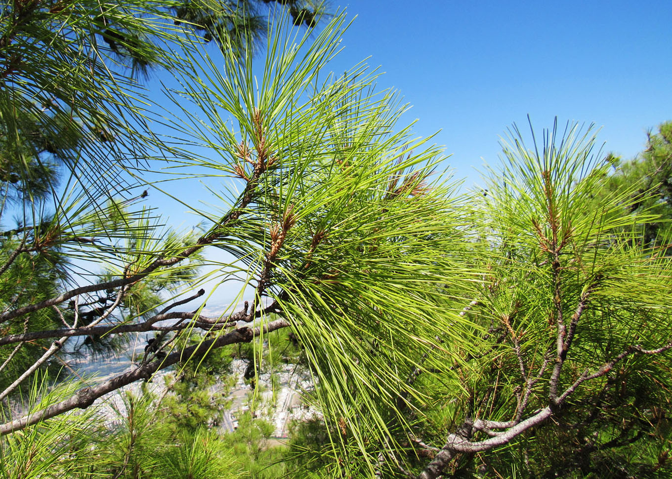 Изображение особи Pinus brutia.