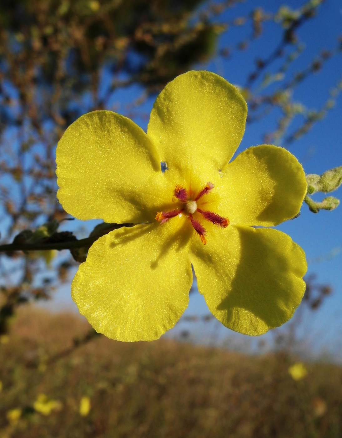 Изображение особи Verbascum sinuatum.