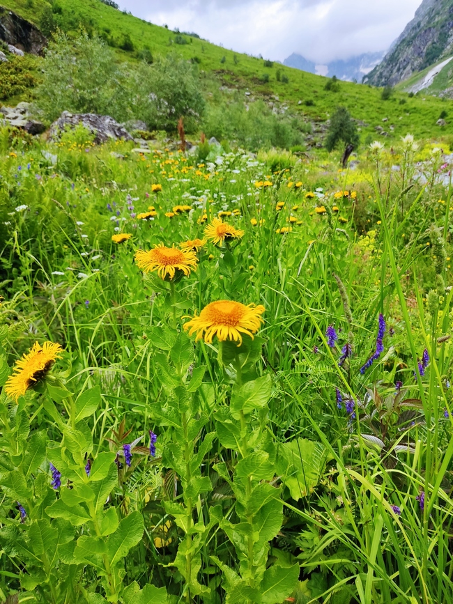 Изображение особи Inula grandiflora.