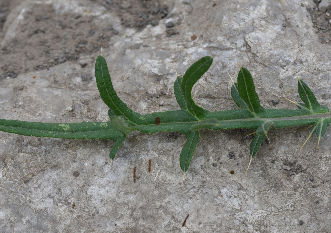 Изображение особи род Cirsium.