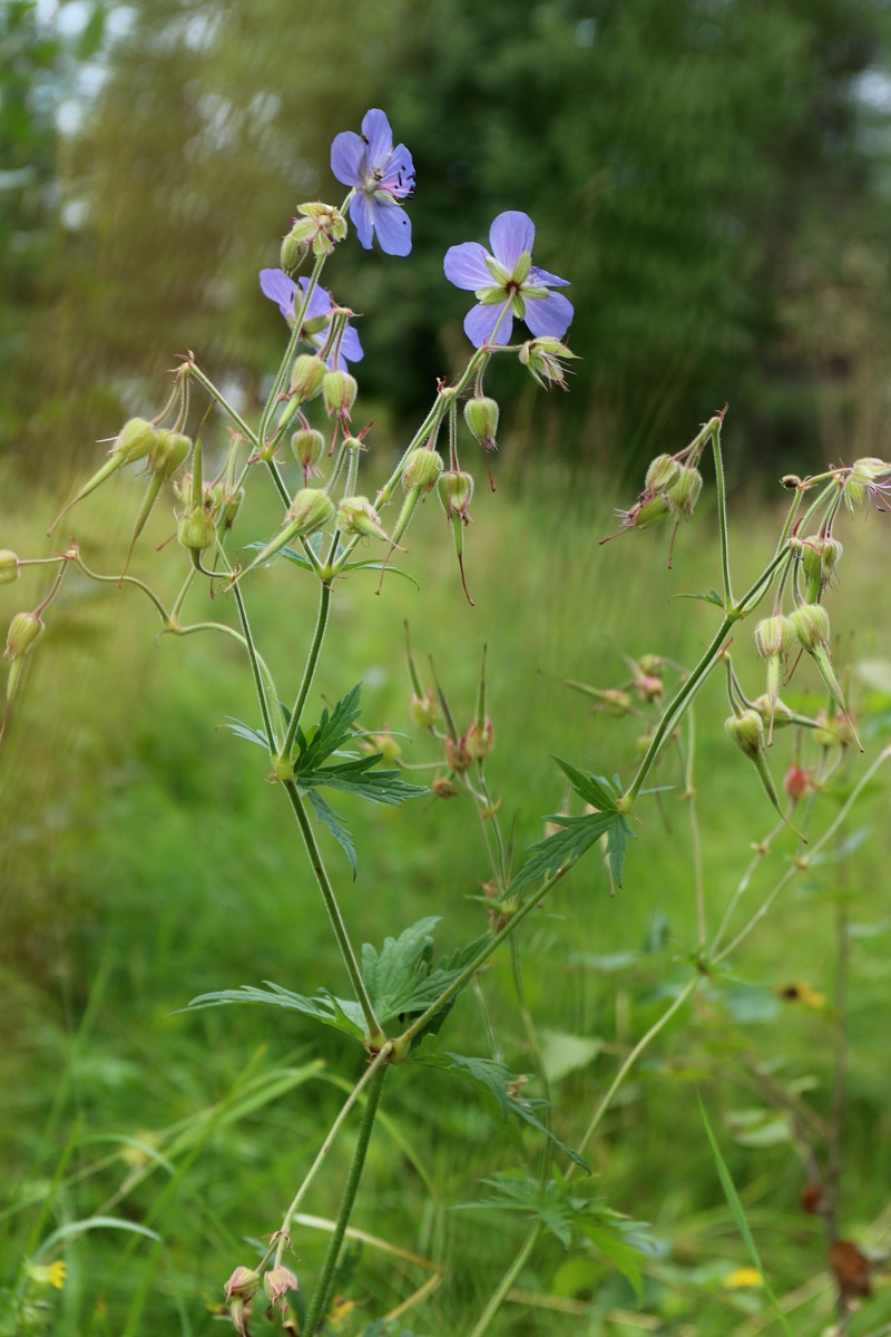 Изображение особи Geranium pratense.