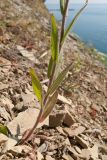 Camelina microcarpa. Основание побега. Краснодарский край, м/о Анапа, окр. пос. Бол. Утриш, гора Солдатская, приморский склон, щебнистая осыпь. 08.05.2016.