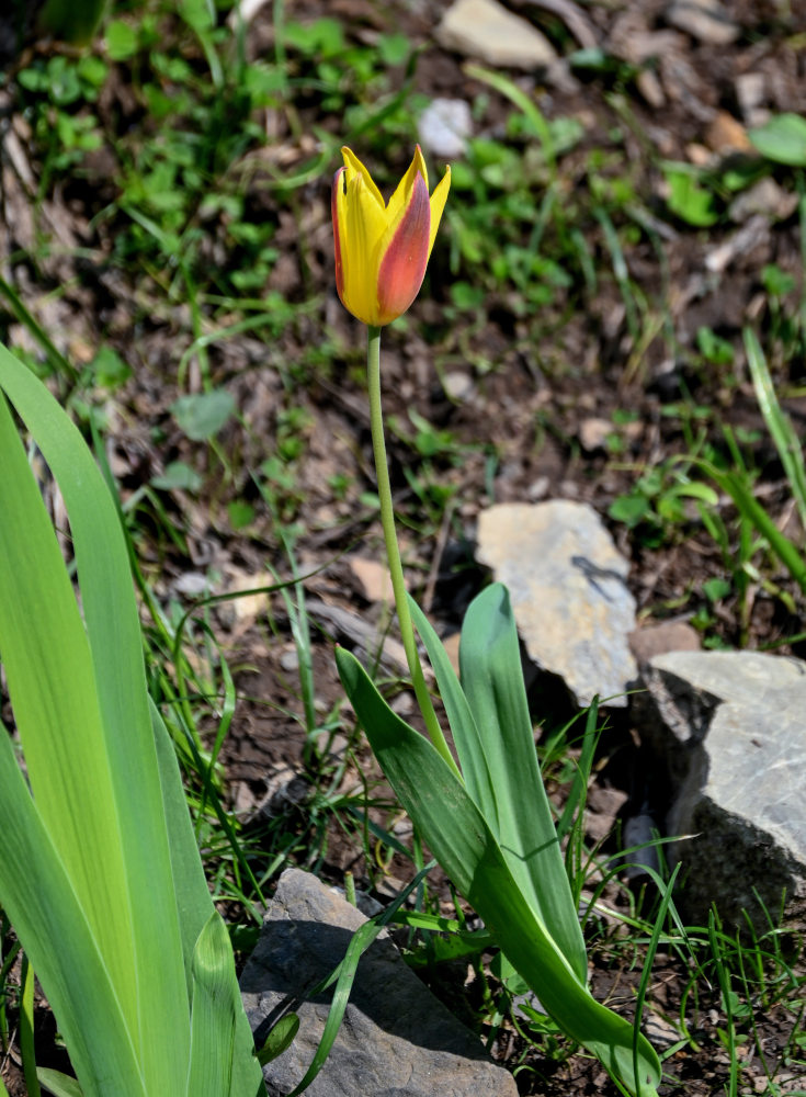 Image of Tulipa anadroma specimen.