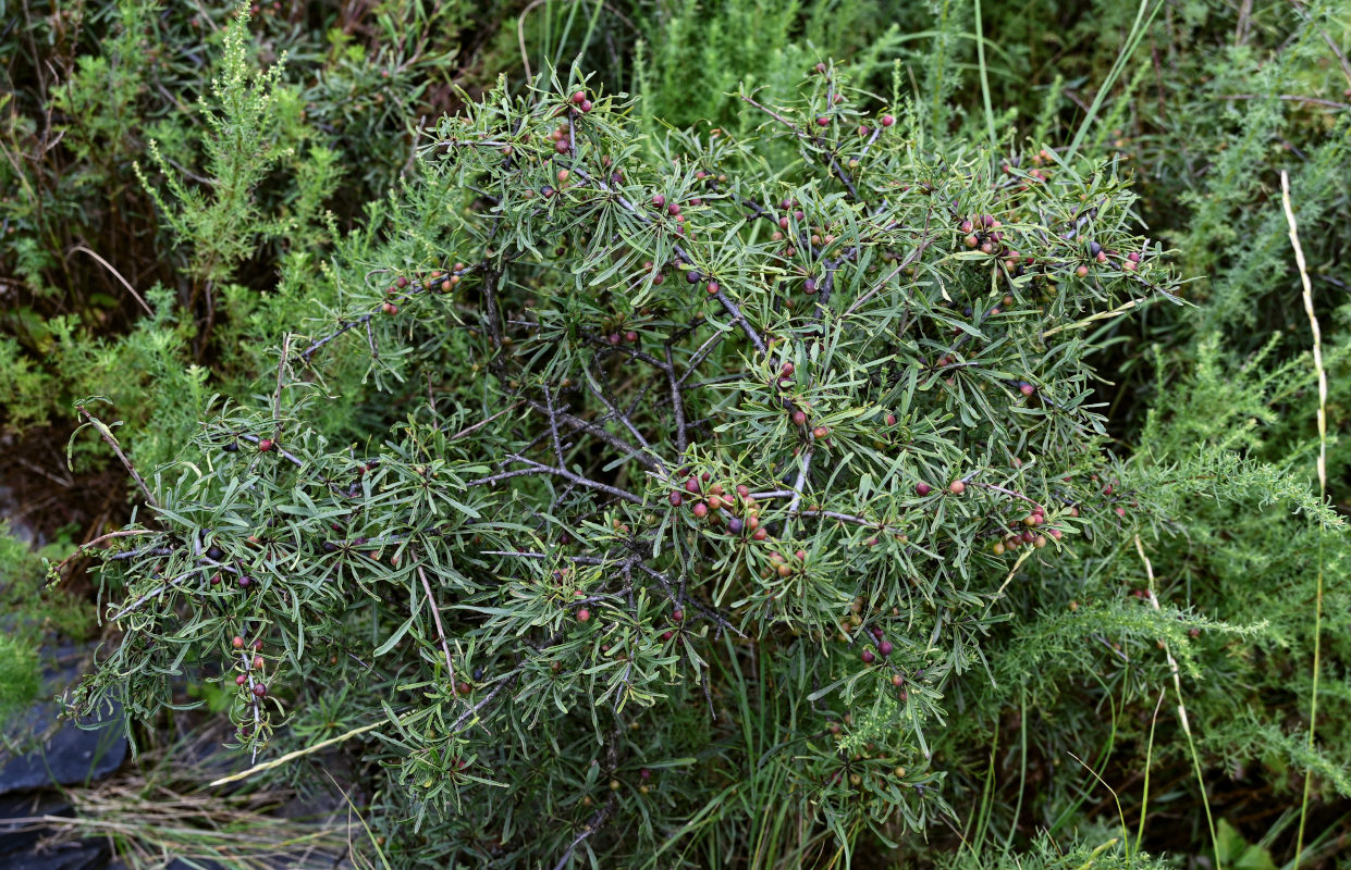 Image of Rhamnus erythroxyloides specimen.