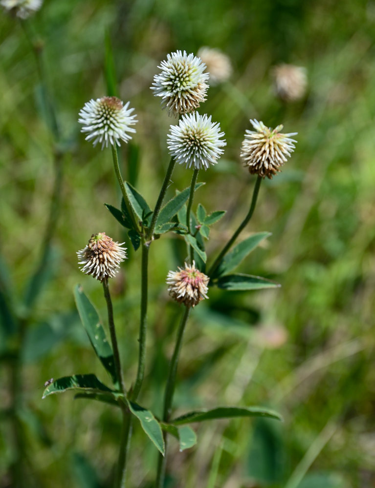 Изображение особи Trifolium montanum.