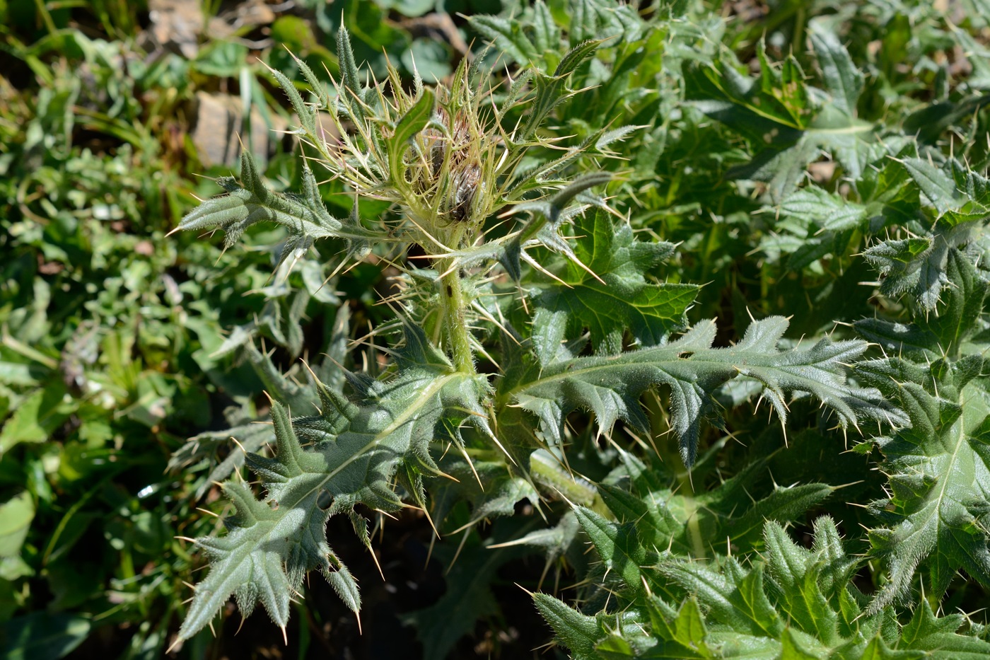 Image of Cirsium pugnax specimen.