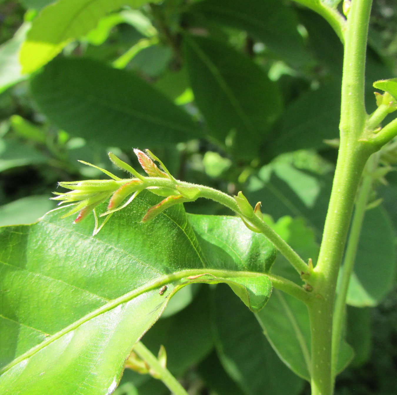 Изображение особи Quercus variabilis.