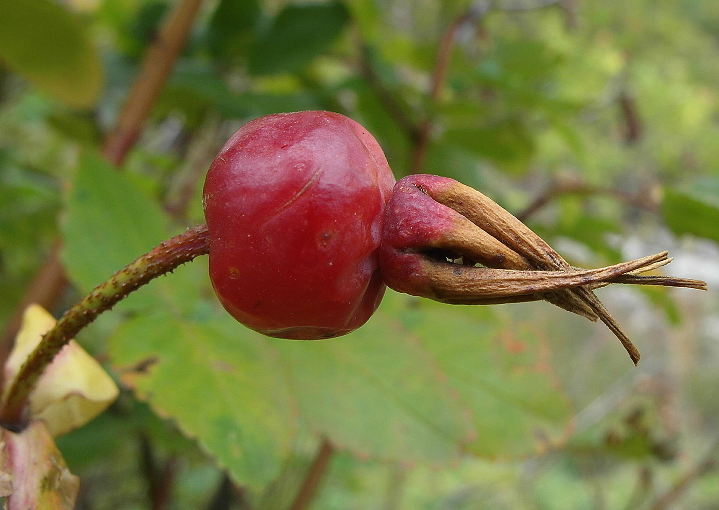 Image of genus Rosa specimen.