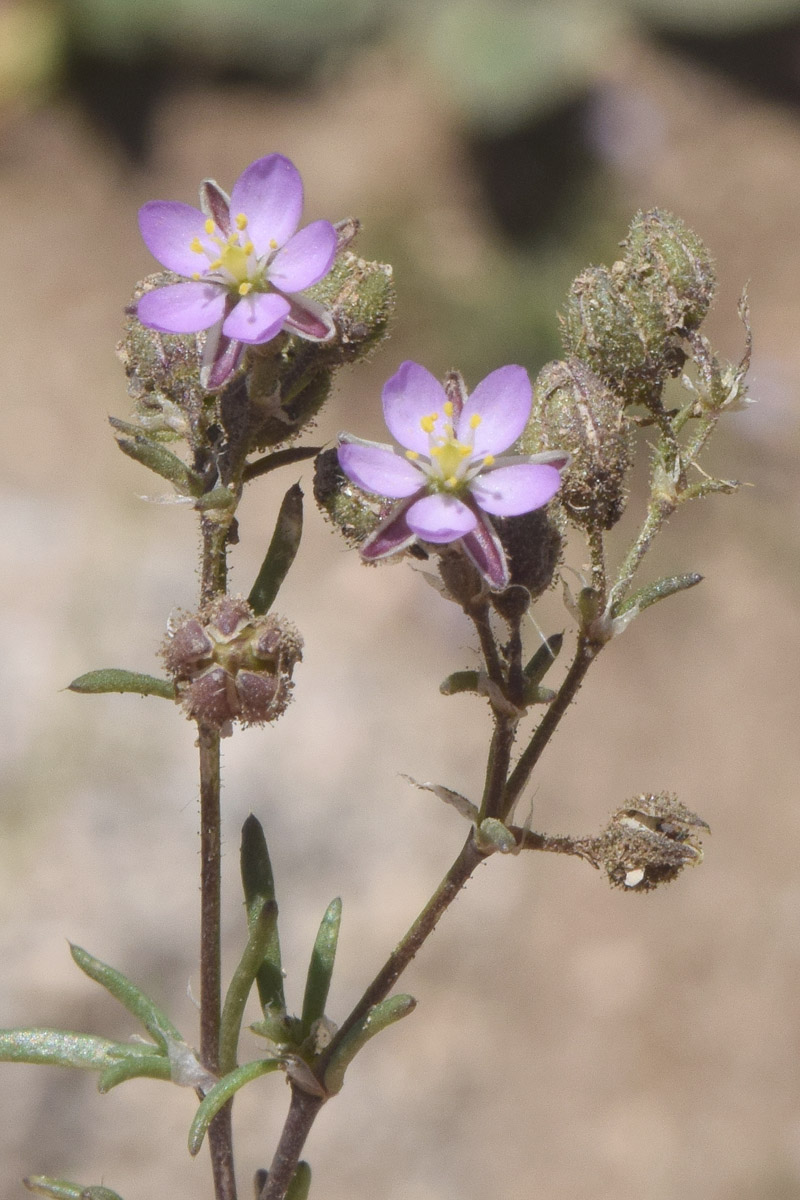 Image of Spergularia media specimen.