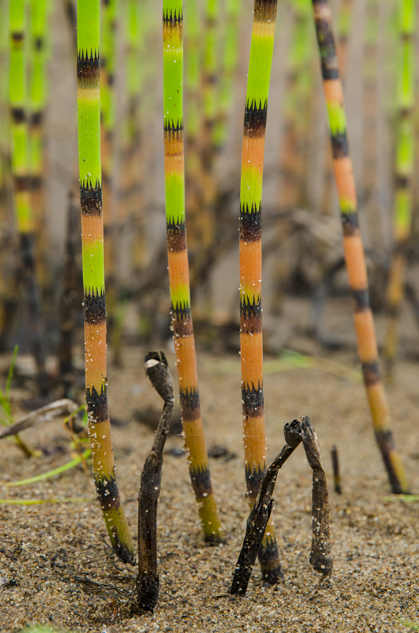 Изображение особи Equisetum fluviatile.