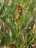 Carex gynocrates