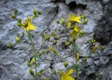 Hypericum elegans. Верхушки цветущих растений. Пермский край, Кунгурский р-н, правый берег р. Сылва, ур. Камень Ермак, луг. 11.06.2023.