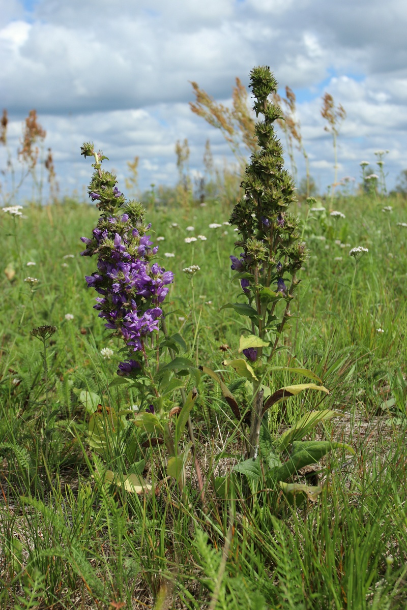 Image of Campanula glomerata specimen.