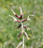 Astragalus suberosus subspecies haarbachii
