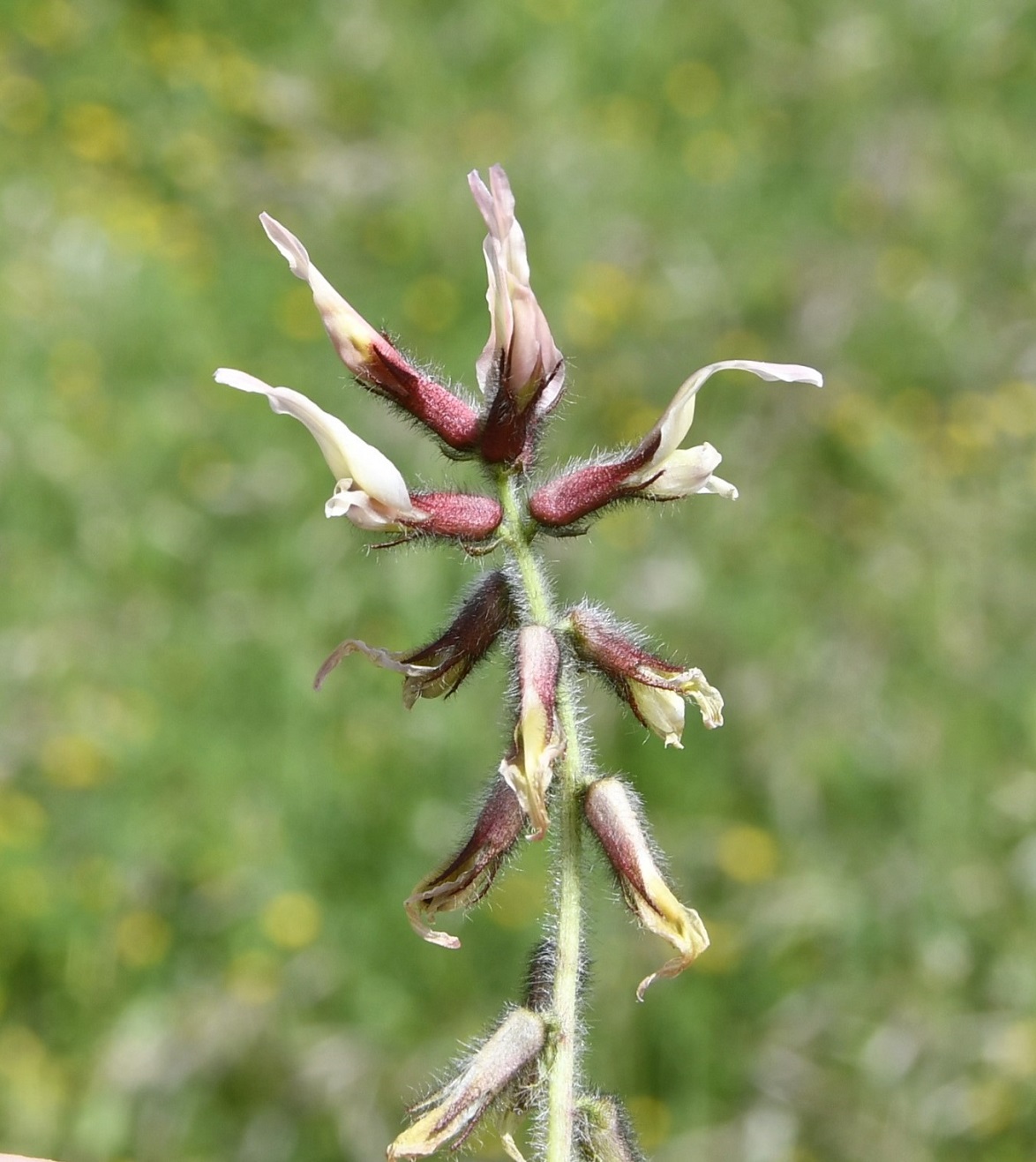 Изображение особи Astragalus suberosus ssp. haarbachii.