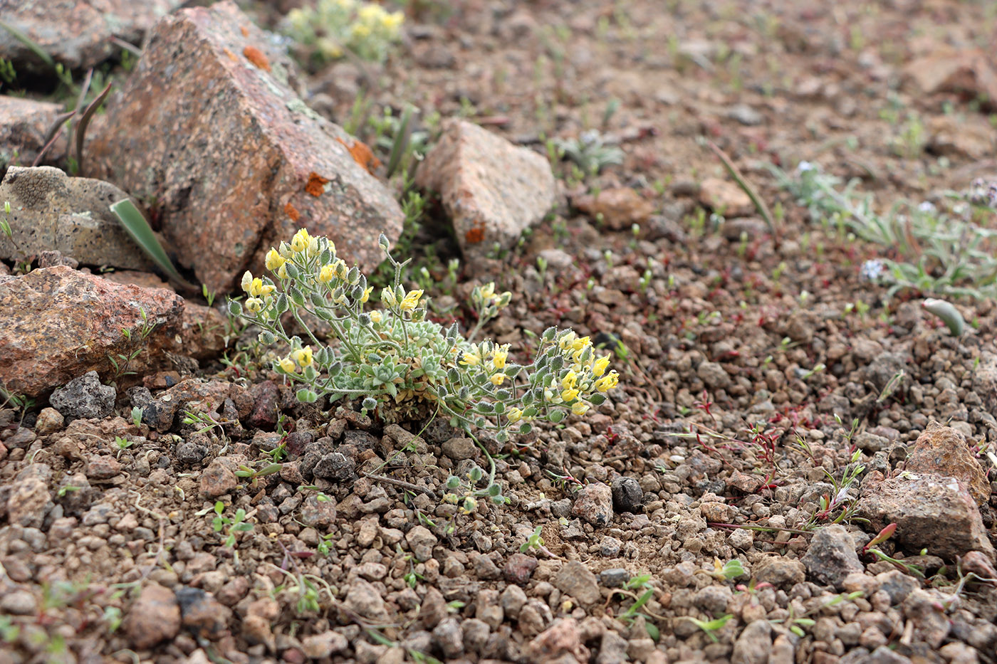 Изображение особи Draba alberti.