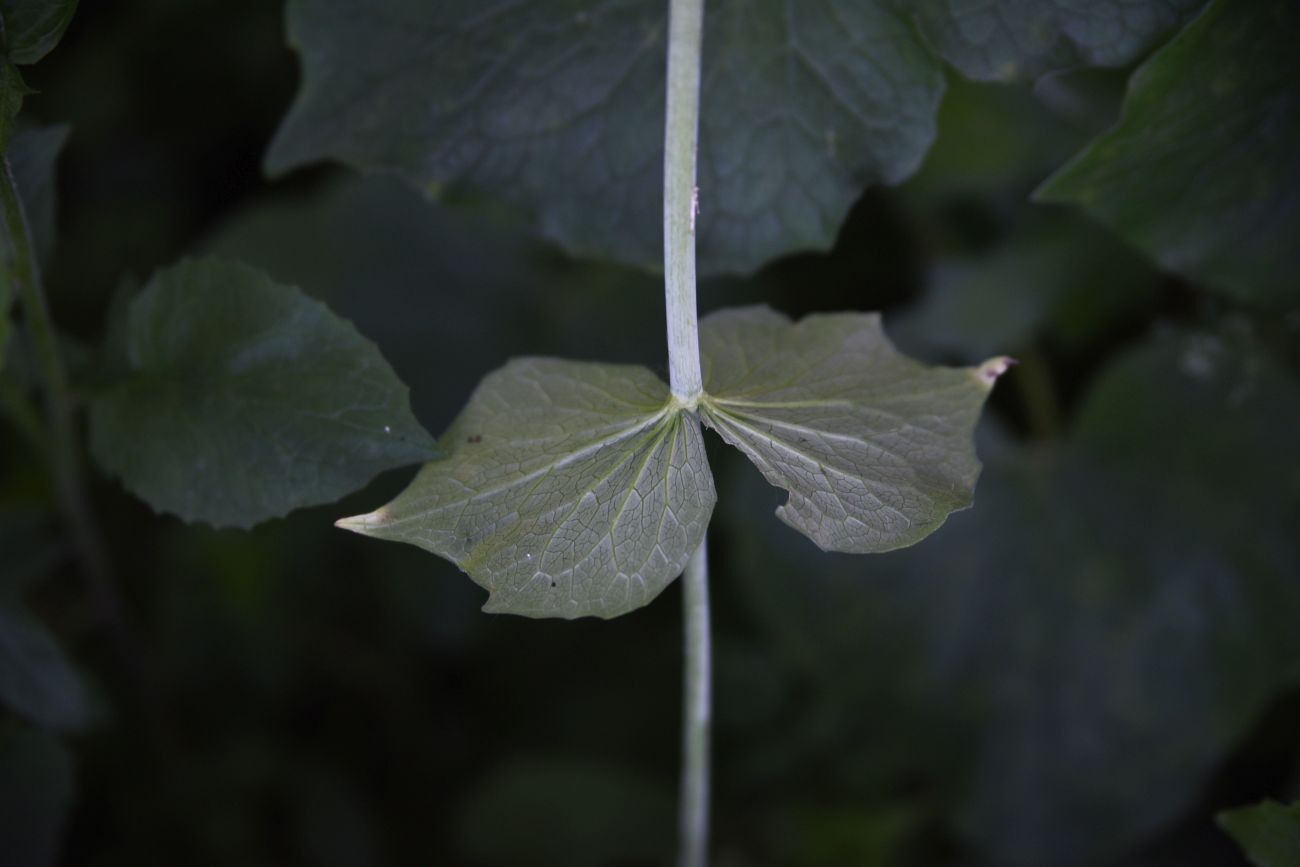 Изображение особи Valeriana alliariifolia.