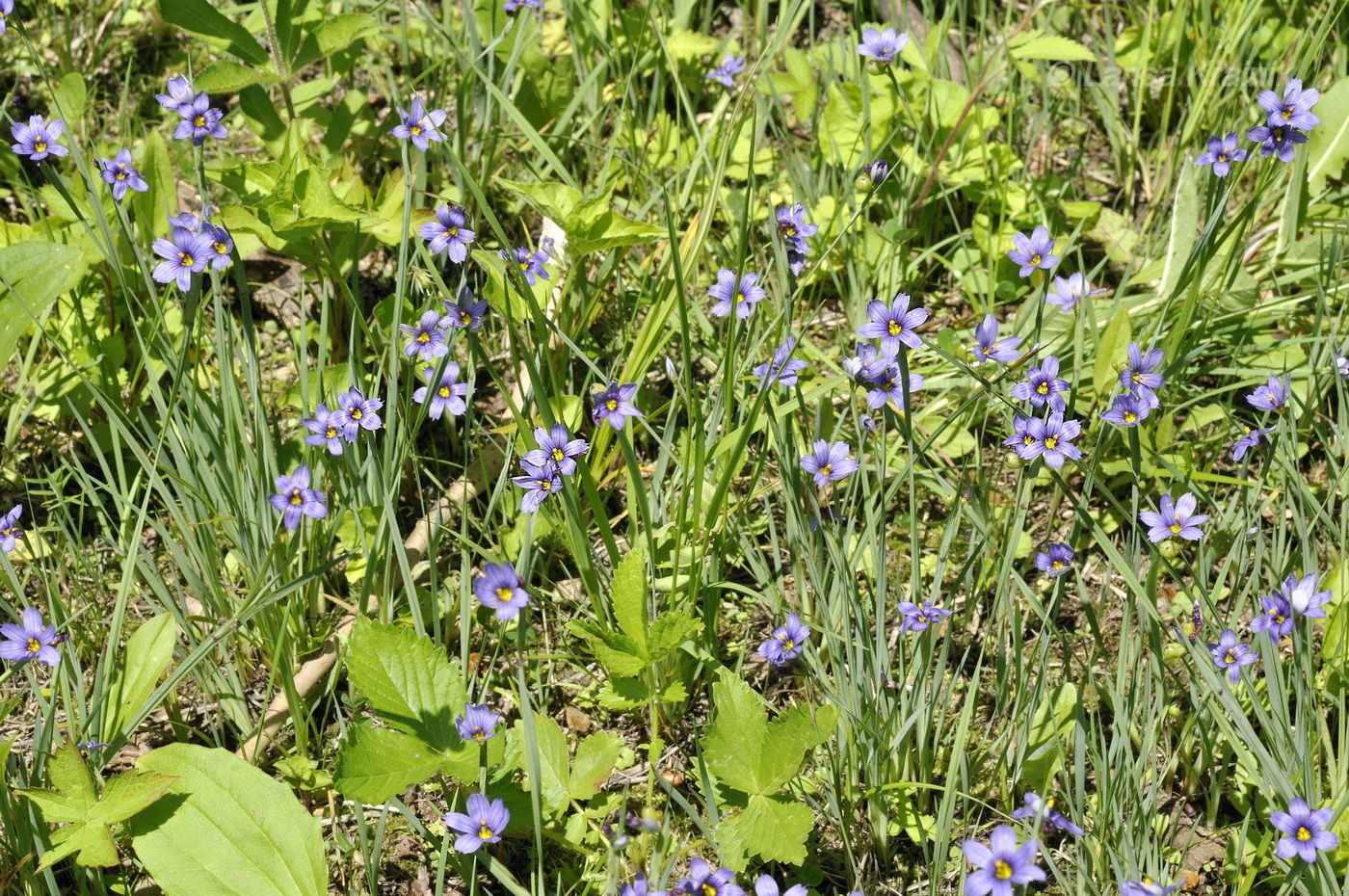 Изображение особи Sisyrinchium septentrionale.