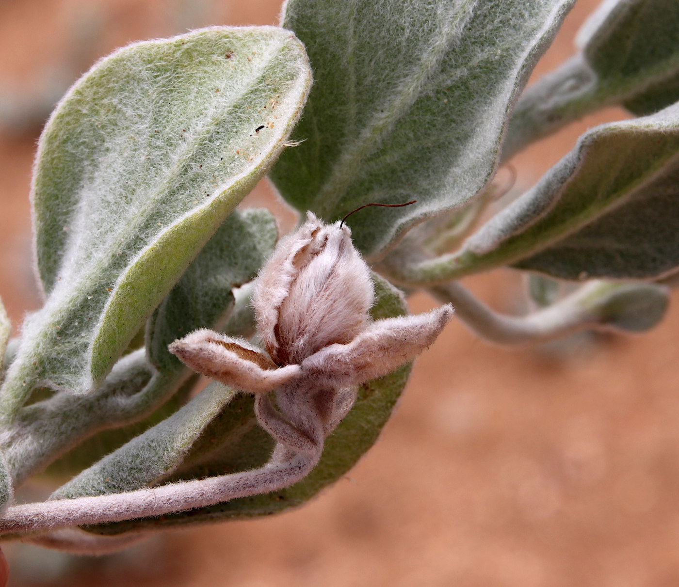 Image of Convolvulus persicus specimen.