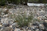 Astragalus pseudomacropterus. Цветущее растение. Таджикистан, Горно-Бадахшанская автономная обл., Рушанский р-н, хр. Северо-Аличурский, Ирхтские горы, Сарезское оз., Ирхтский залив, дол. р. Лянгар, каменистая надпойменная терраса. 27 июня 2024 г.