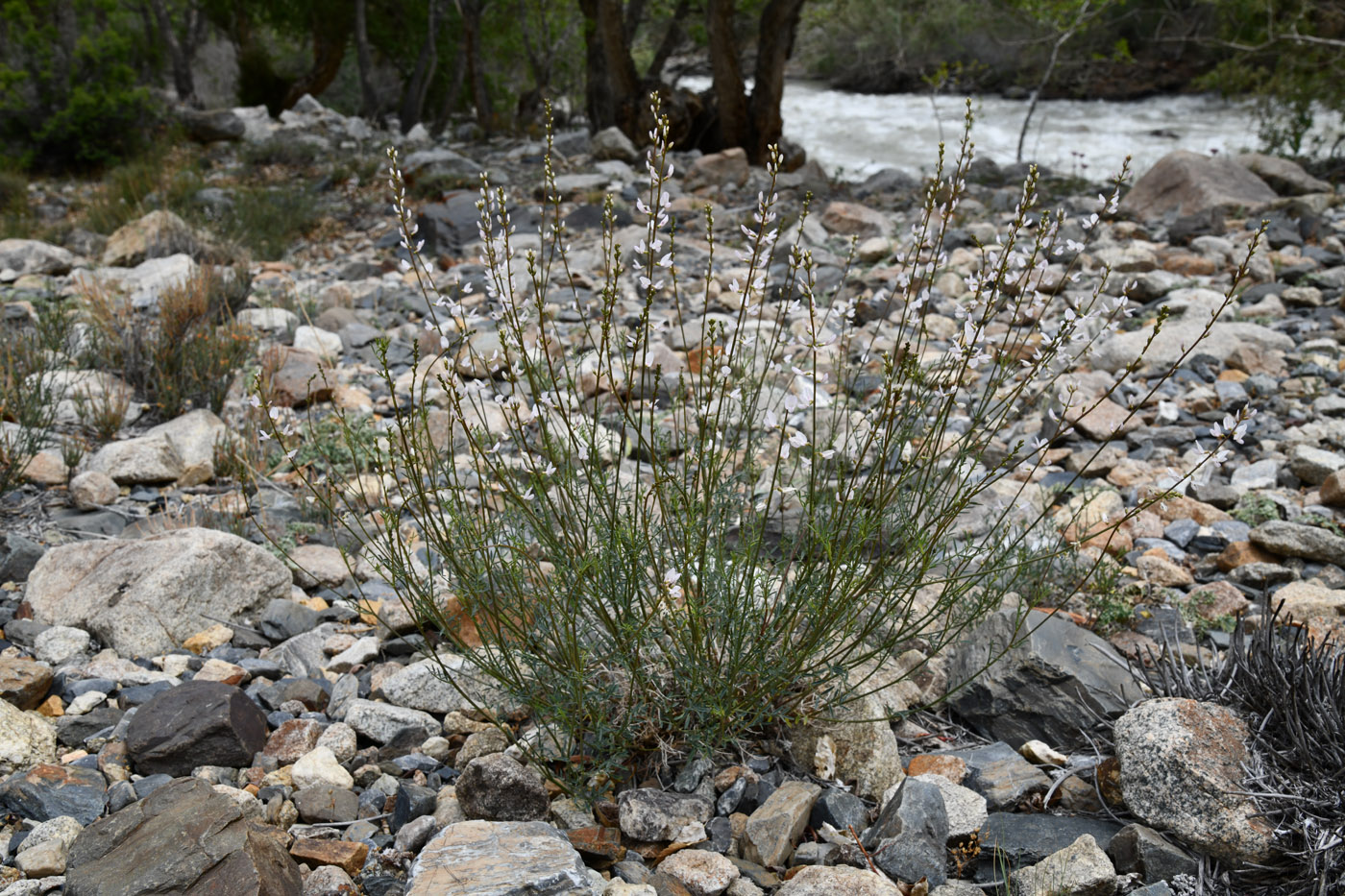 Изображение особи Astragalus pseudomacropterus.