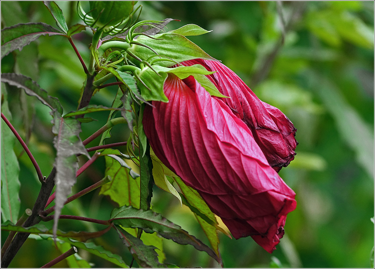 Image of Hibiscus &times; hybridus specimen.