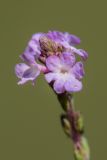 Verbena officinalis. Верхушка соцветия. Адыгея, Майкопский р-н, окр. пос. Никель, луг на обочине дороги. 30.09.2024.