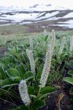 Salix arctica