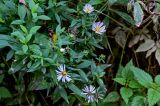 Symphyotrichum novi-belgii