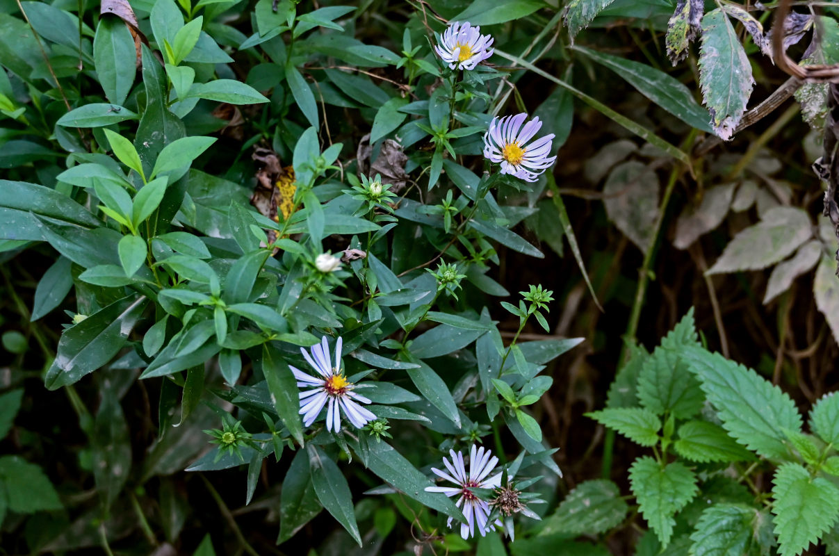 Изображение особи Symphyotrichum novi-belgii.