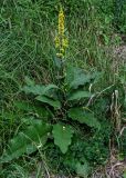 Verbascum nigrum. Цветущее растение. Московская обл., Одинцовский гор. округ, окр. г. Звенигород, берег р. Москва, луг. 18.08.2024.