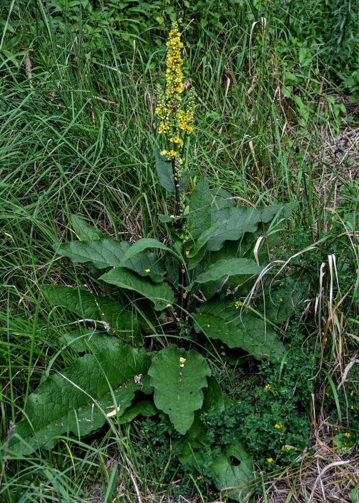 Изображение особи Verbascum nigrum.