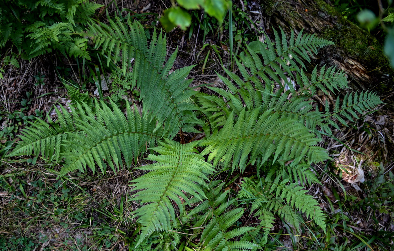 Image of Dryopteris filix-mas specimen.