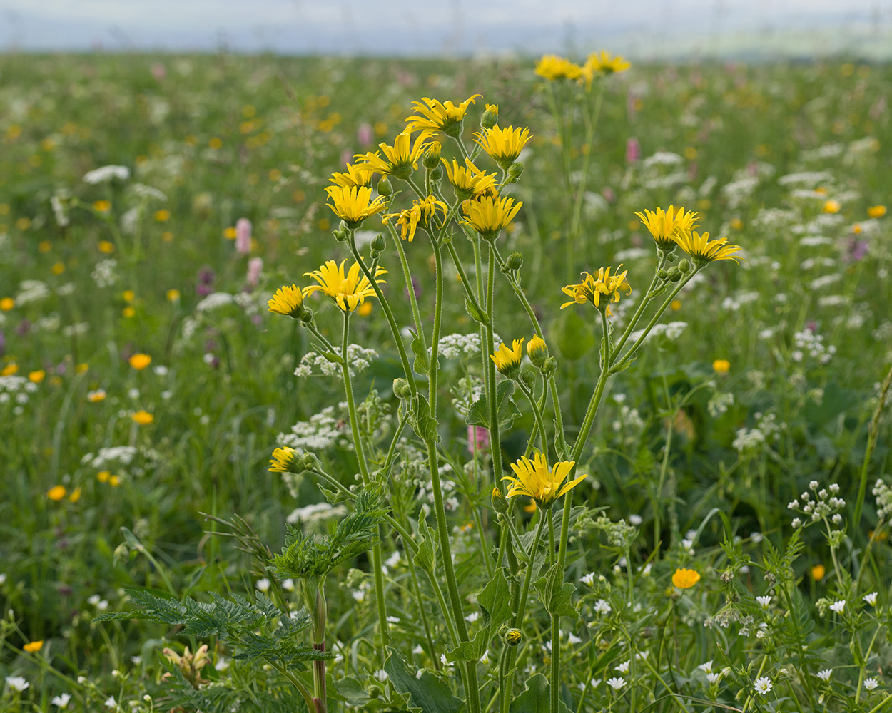 Image of Doronicum macrophyllum specimen.