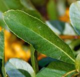 Pyracantha crenulata