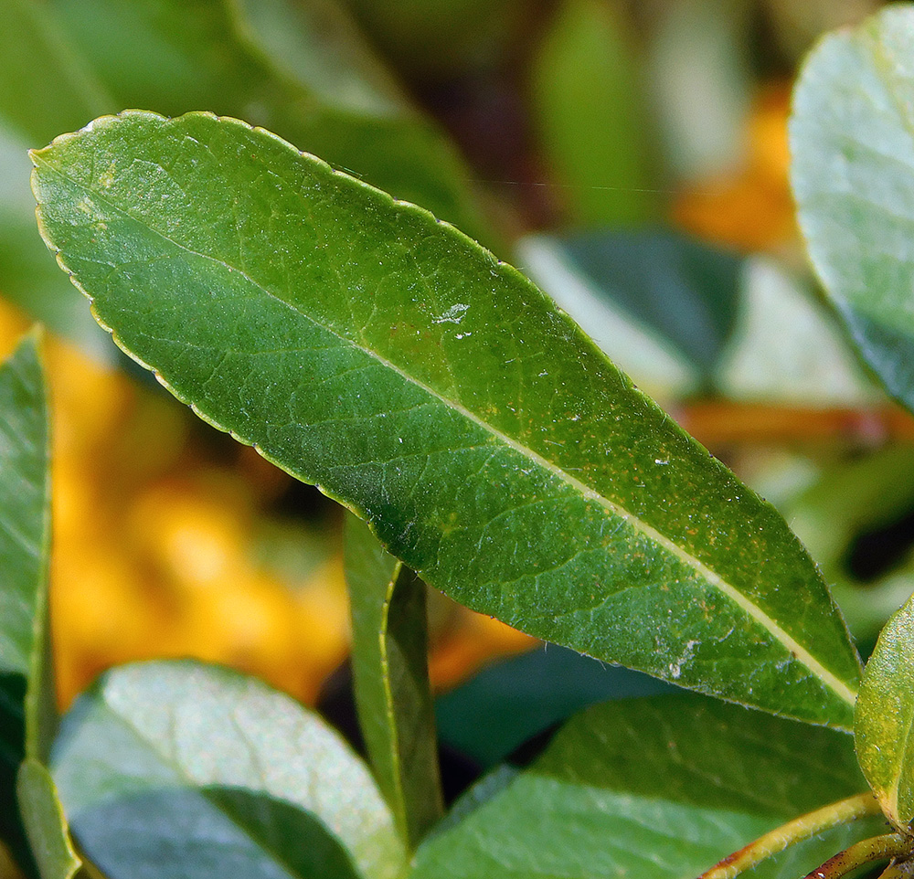 Image of Pyracantha crenulata specimen.