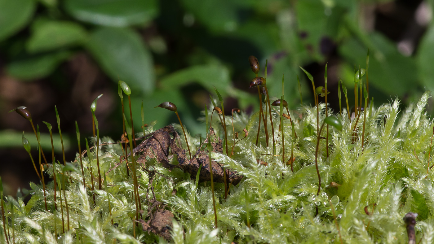 Изображение особи семейство Brachytheciaceae.