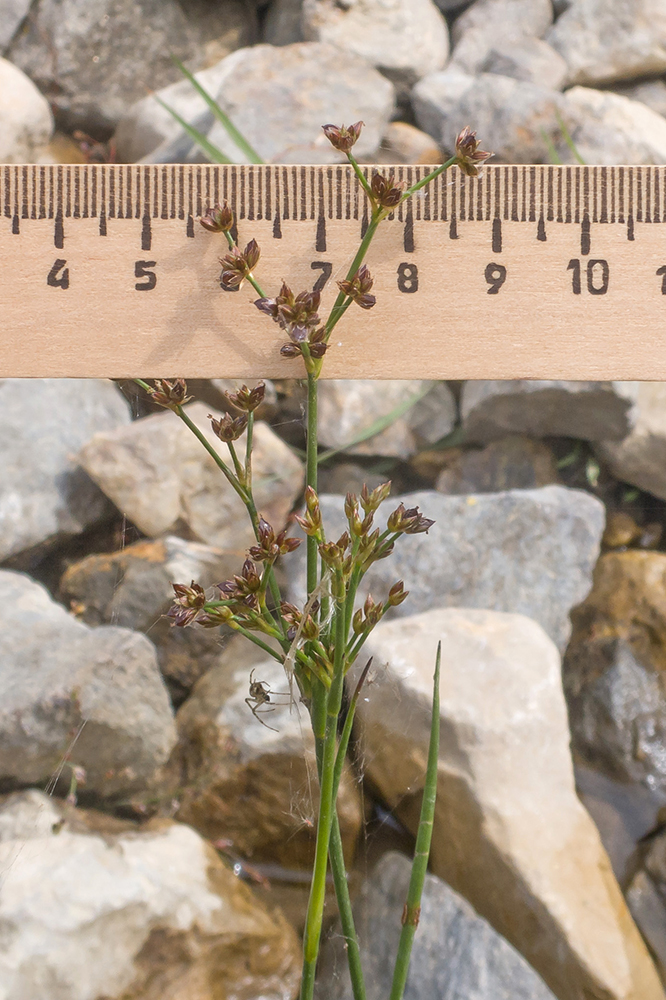 Изображение особи Juncus articulatus.