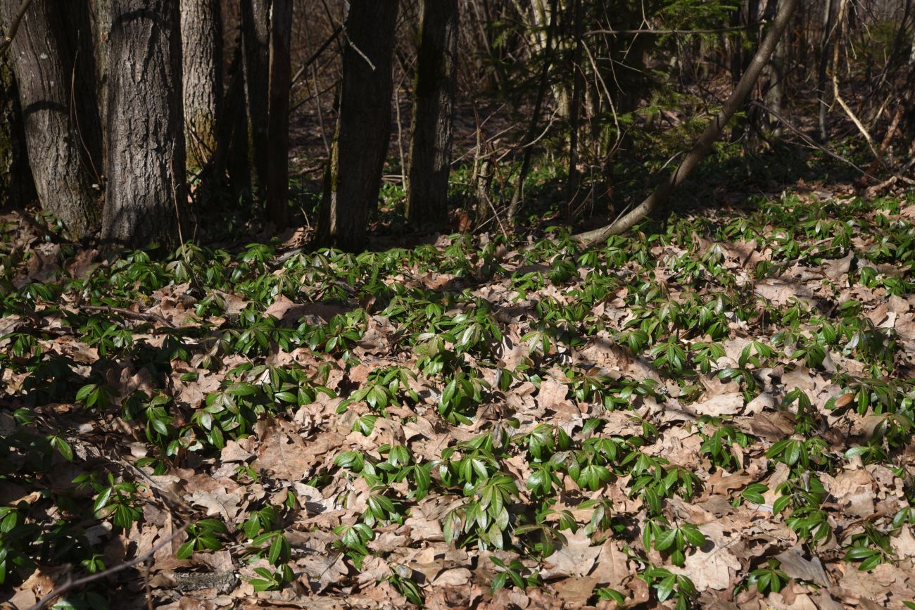 Image of Vinca minor specimen.