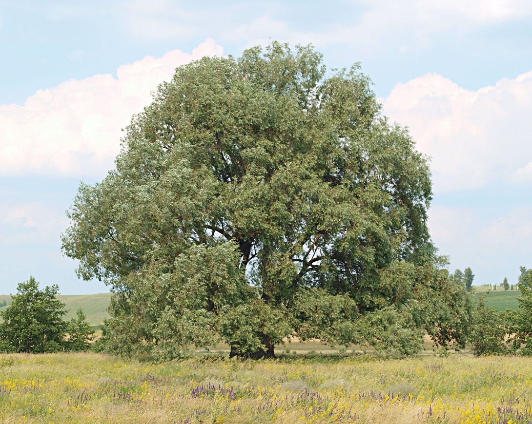 Image of Salix alba specimen.